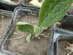4 x Blauer Beinwell Symphytum caucasicum Kaukasischer Garten Staude Naturgarten - Bild 1 von 1