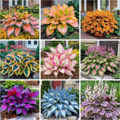 200+  Rare Hosta Seeds for Planting-Attract Pollinators Perennial Garden De - Image 1 of 4
