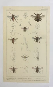 Insect, Flies BARON CUVIER INSECTS: OLD Hand-coloured Plate from 1837, Plate 112 - Picture 1 of 2