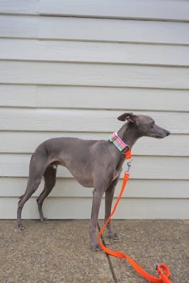 Whippet Martingale Collar - Image 1 of 3