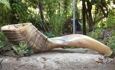Ram Horn talla media 35 - 40 cm Shofar kosher medio pulido de JerusalÃ©n