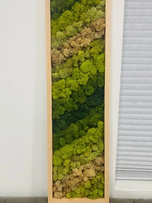 Green Walls, moss preserved  - Image 1 of 4
