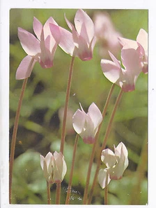 ISRAEL, FLOWERS, CYCLAMEN LATIFOLIA , A VINTAGE PC, MINT - Picture 1 of 2