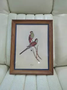 Vintage J. GOULD 1920s Parakeet Bird Art Lithograph Print Matted & Framed 13.5" - Picture 1 of 7