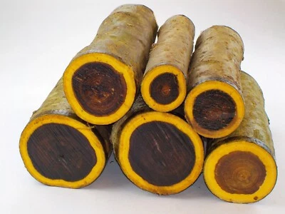 ENGLISH WOODS Un tronco per tornitura o intaglio verde Laburnum bianco. 200 o 300 mm (8 o 12") di lunghezza