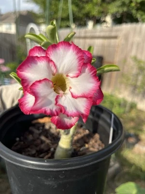 Hermosos pétalos dobles de 2-3 años rosa del desierto tamaño pequeño en maceta de 1 galón Foto 1 de 3