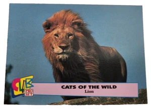 1993 Club Pro Set Cats Of The Wild #1 Lion Trading Card (G9 - Picture 1 of 2
