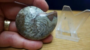 GEOLOGICAL ENTERPRISES Devonian fossil ammonite Sporadoceras biferum Morocco - Picture 1 of 5