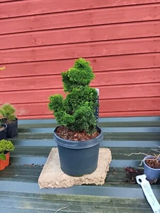 Chamaecyparis obtusa Nana Gracilis Hinoki Cypress in 5L pot - Picture 1 of 1