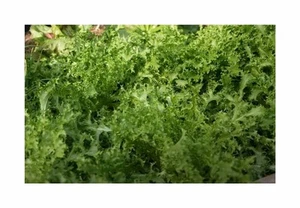 500 Korn Sommerendivien Frisée Garten Pflanzen - Samen F-S343 - Picture 1 of 6