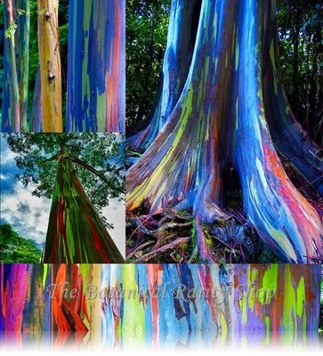 Eucalyptus deglupta (Rainbow Tree) 50 Seeds - RARE Evergreen Outdoor Garden | UK - Image 1 of 4