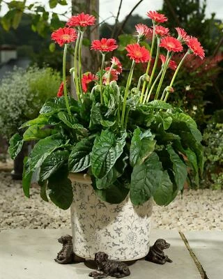 Potty Feet Labrador Figures Plant Pot Feet - Handmade Ornaments - 3pcs - Image 1 of 4