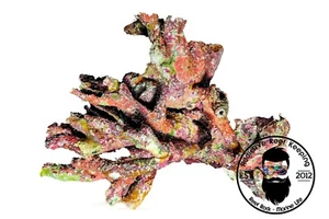 ARK Australian LIVE Reef Rock- PICK WEIGHT - Picture 1 of 11