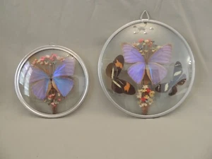 4 Greek butterflies decorated in two cases - Picture 1 of 17