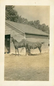 Vintage RPPC 1916 2 horses by a barn  - Picture 1 of 2