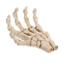 Résine Main Palm Crâne Réplique Squelette Réaliste Enseignement Modèle Prop