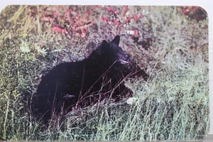 Animal Black Bear Postcard Old Vintage Card View Standard Souvenir Postal Post - Photo 1/2