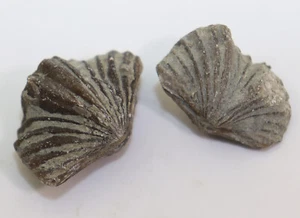 Brachiopod, Vinlandostrophia cypha, Ordovizium, Georgetown, Ohio, USA -i363 - Picture 1 of 6