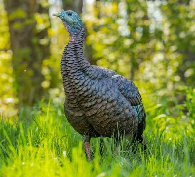 Avian-X HDR Hen Upright Turkey Hunting Life-Like Decoy, Multi Color #AVX-AVX8106 - Image 1 of 3