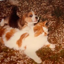 (AbB)  Original FOUND PHOTO Photograph Snapshot Beagle Puppy Loves Orange Cat