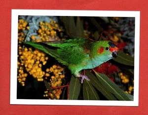 2005 PURPLE CROWNED LORIKEET bird Postage Pre Paid in AU postcard wild animal B - Picture 1 of 2