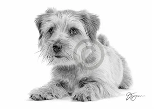 NORFOLK TERRIER dog pencil drawing artwork print - A4 only - signed by artist - Picture 1 of 1