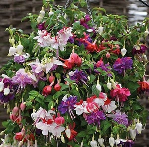 6 Giant Trailing Fuchsia Mixed Hanging Basket Patio Plug Plants - Picture 1 of 2