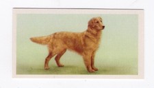 Priory Tea Dog Card 1957. Golden Retriever