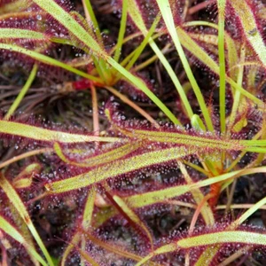 Drosera Capensis 'Giant Form' - 20 Seeds - Sundew Carnivorous Plant - Picture 1 of 1
