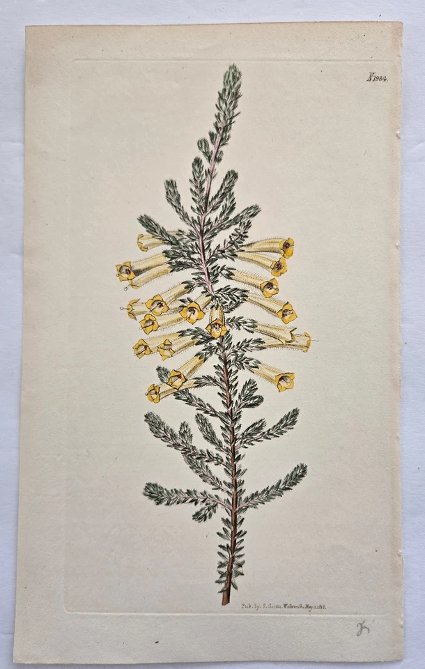 Erica CurvifloraHeath 1818/grabado antiguo placa de cobre Curtis Botanical 1984 Foto 1 de 4