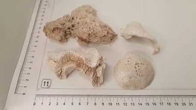 Nr.11a Nano Aquarium echtes Riffgestein Felsen Stein Einzelstück *RAR Meerwasser - Bild 1 von 4