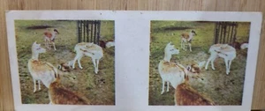 True To Life Stereo Weet Bix 🏆1964 #5 DEER  Picture Card🏆 - Picture 1 of 2