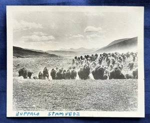 S/W Snapshot Buffalo Stampede Yellowstone Park Haynes Inc. Foto Vintage - Bild 1 von 2