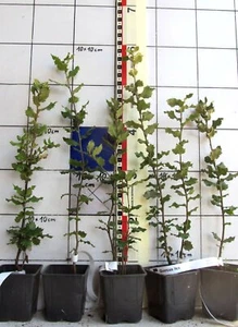 Quercus ilex --- immergrüne Steineiche (mehrj. Pflanze im Topf) - Bild 1 von 1