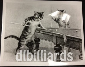 Pool Billiards Pool Cats 8x10 Pool Player Still Photo New & Unique - Picture 1 of 1