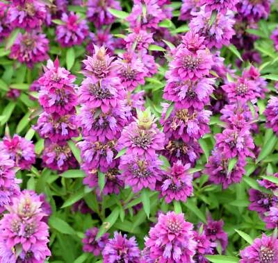 SEEDVILLE USA 2000 BEE BALM Lemon MINT Monarda Citriodora Herb Purple Flower Seeds