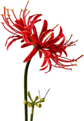 4 tallos 26,38"" araña artificial flores de lirio Lycoris Radiata para el hogar rojo  Foto 1 de 4