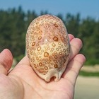 Large Cypraea Argus Eyed Cowrie Natural Seashell Rare Real Beach Home Dec 2.5"