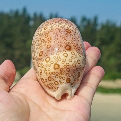 Large Cypraea Argus Eyed Cowrie Natural Seashell Rare Real Beach Home Dec 2.5" - Image 1 of 3