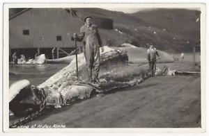 1918 Akutan, Alaska - REAL PHOTO Whaling Station, Whale Being Harvested, Old PC - Picture 1 of 2