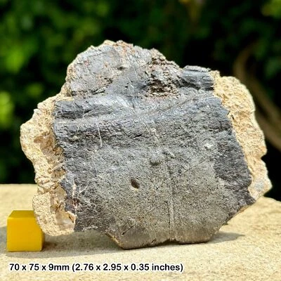 Large Fossil Turtle Shell & Bone Cretaceous Durlston Formation Swanage Dorset - Image 1 of 2