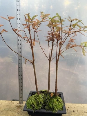 3 árboles de ciprés calvo - bonsai Foto 1 de 4