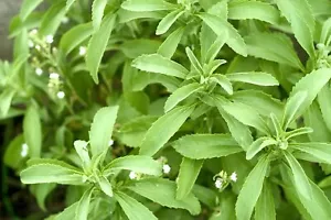 50 Graines - Stevia Rebaudiana Bertoni - Aromatique - Semences Paysannes - BIO - Foto 1 di 1