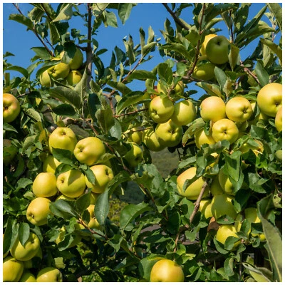 Dwarf Patio Golden Delicious Apple Tree, Self-Fertile, Very Sweet Flavour. - Image 1 of 3