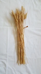 40 pc Lot Kansas Grown Wheat Bunch for Crafts, Props, & Seasonal Display - Picture 1 of 5