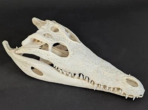 Krokodilschädel Crocodylus niloticus crocodile skull 29 cm echtes Präparat 2129 - Bild 1 von 7