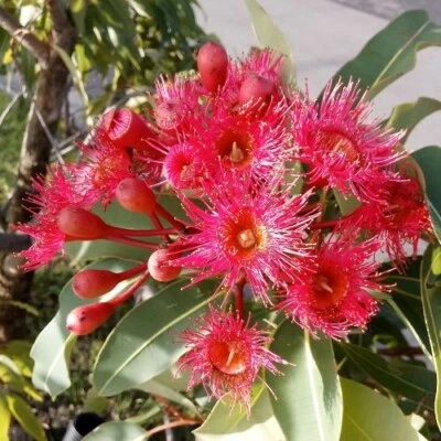 Corymbia ficifolia, (goma de floración roja), 20 semillas Foto 1 de 4