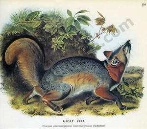 John James & John Woodhouse Audubon 1968 zorro gris Schreber libro página arte (1462) - Imagen 1 de 1