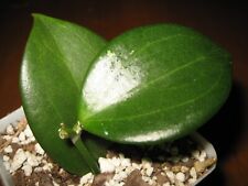 Very Rare Hoya Sp Dionel Lsh07 White Fragrant Flowers 3.5" Pot Great Leaves