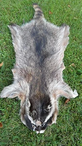 Echte Waschbärenfelle Waschbärfell Waschbär Fell Mittelalter Larp TOP gegerbt! - Picture 1 of 9